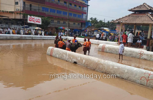 kot chennai jodu kere kambla